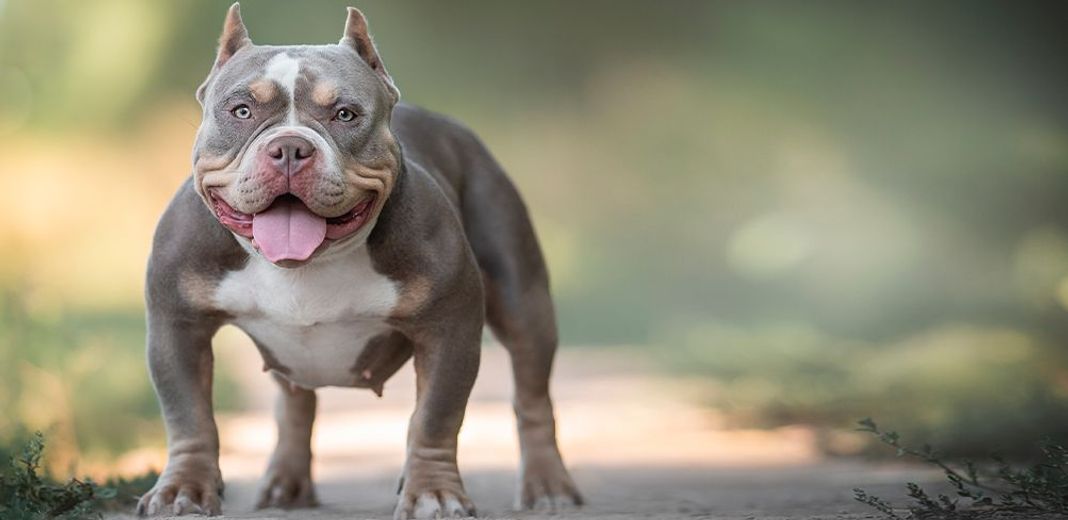 American bully en plein air