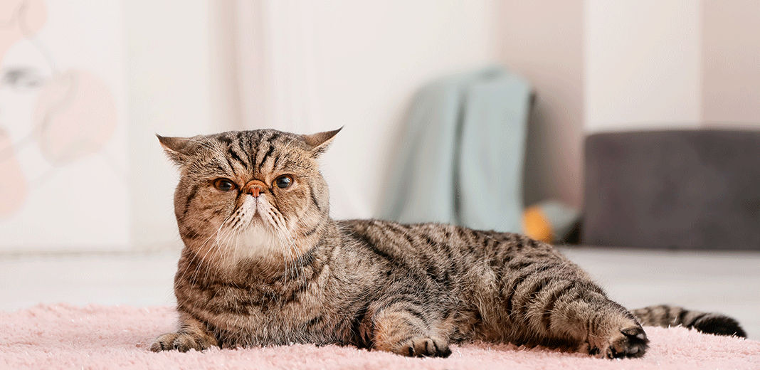 Exotic shorthair couché sur un tapis