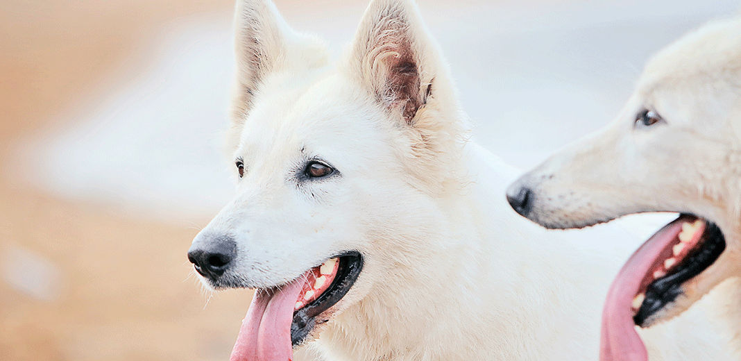 2 bergers blanc suisse la gueule ouverte