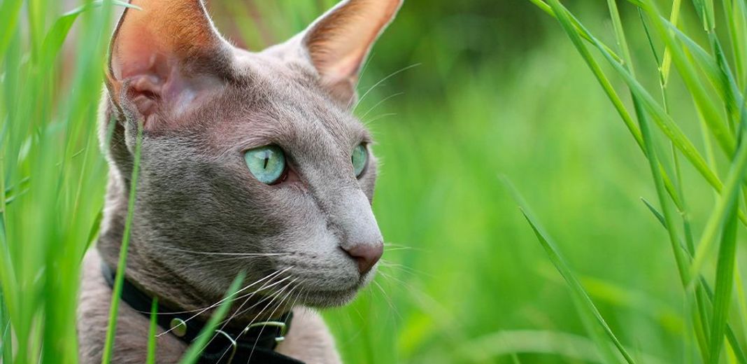 Chat oriental en extérieur