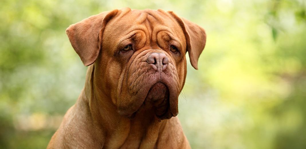 Gros plan sur un dogue de Bordeaux