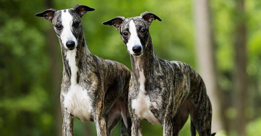 Lévrier whippet