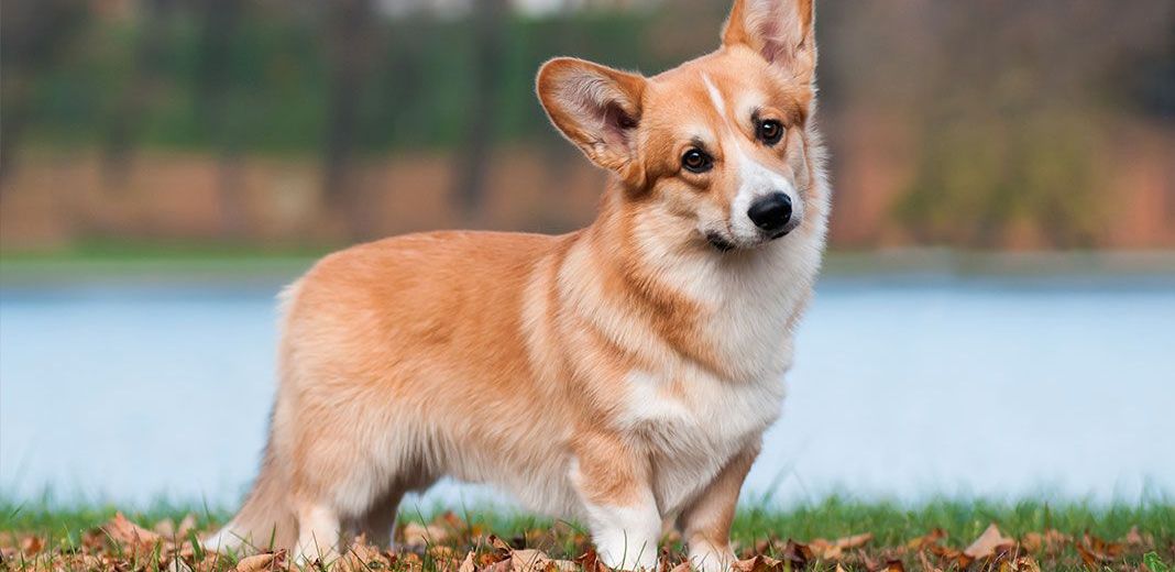 Welsh corgi pembroke en extérieur