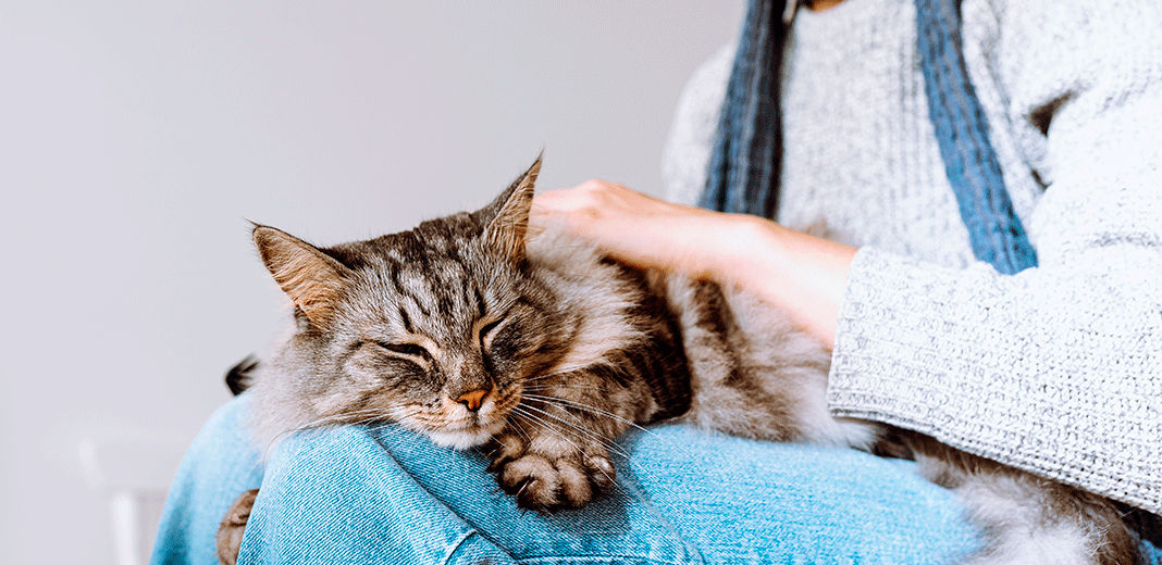 Chat sur les genoux de sa maîtresse