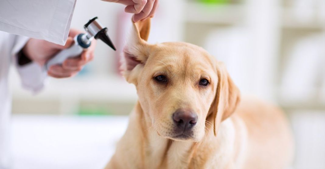 Chien chez le vétérinaire 