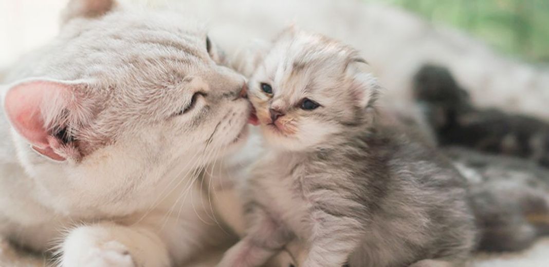 Bébé chat avec sa mère