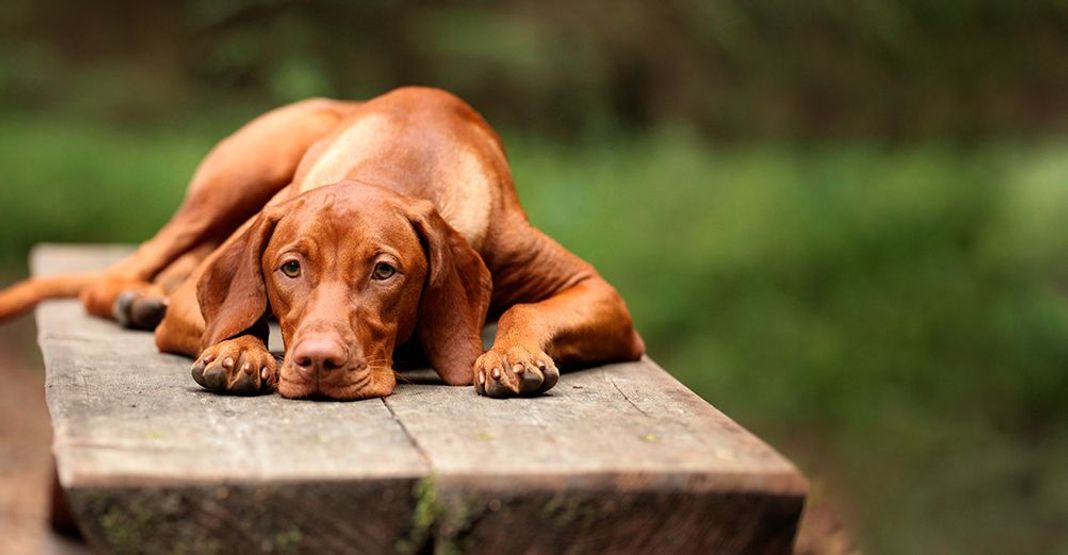 Chien couché