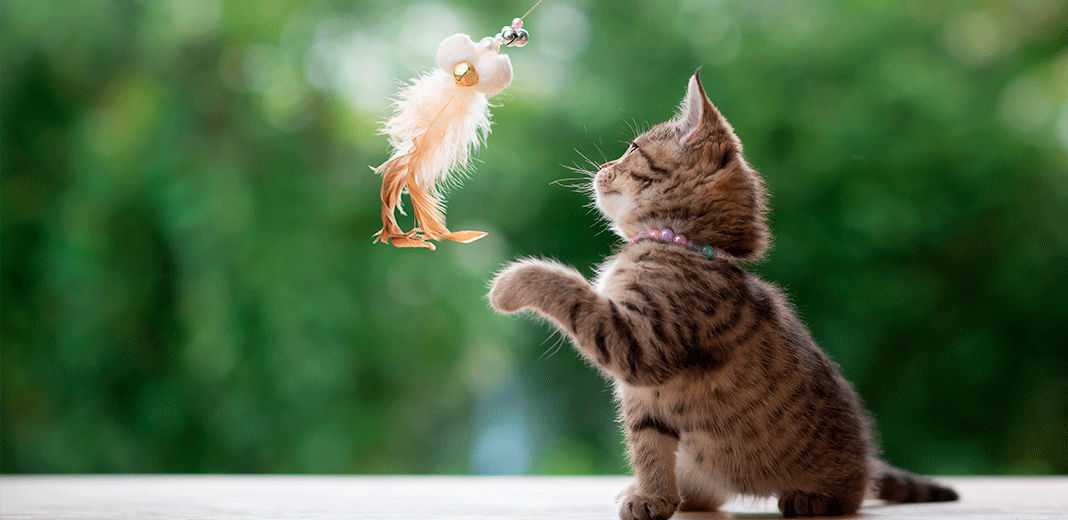 Chaton jouant avec une canne à pêche