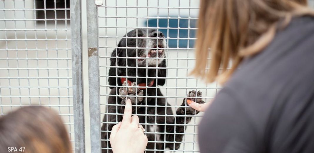 Chien dans une cage en refuge