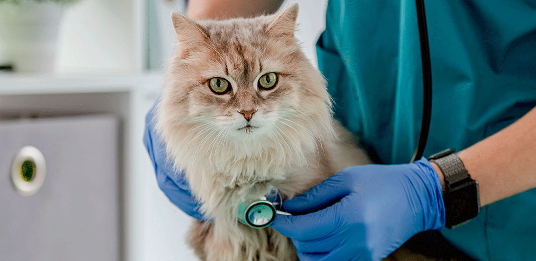 Chat malade chez le vétérinaire