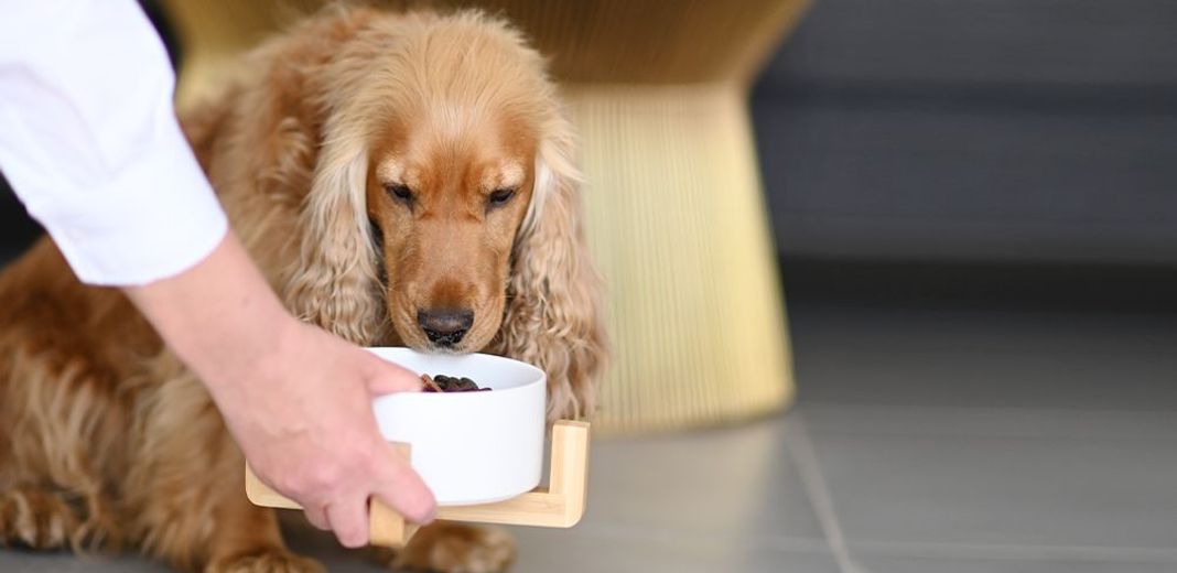 Chien mangeant ses croquettes