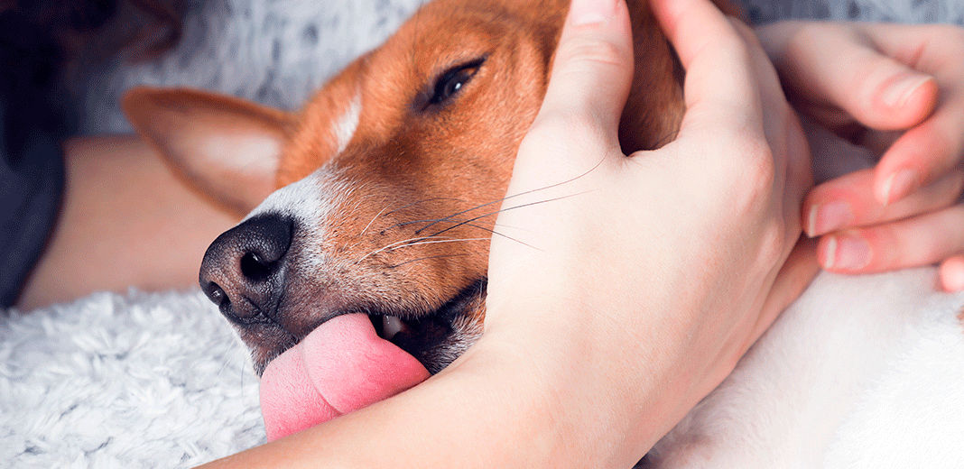 Chien léchant son maître