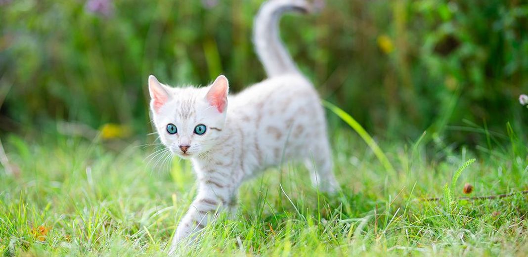 Petit chat en extérieur