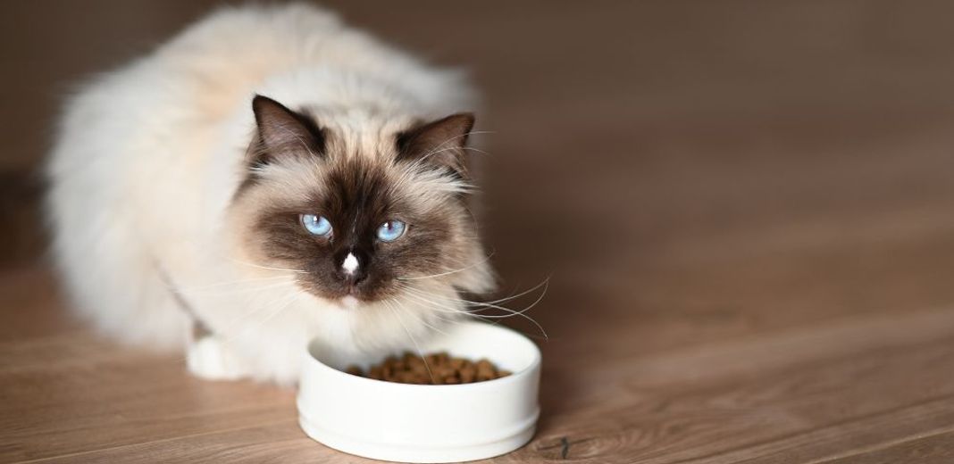 Chat mangeant des croquettes