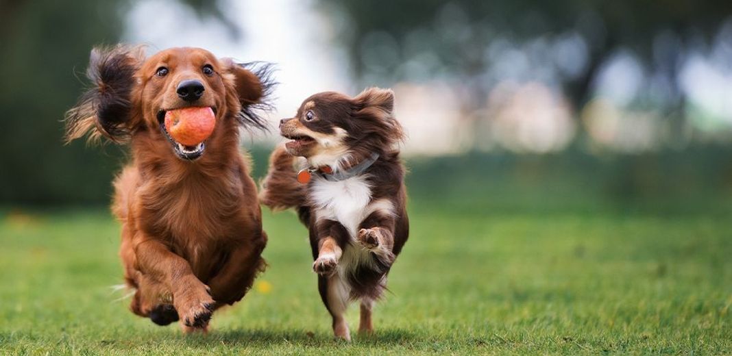 Ce qu'il faut savoir avant d'adopter un petit chien