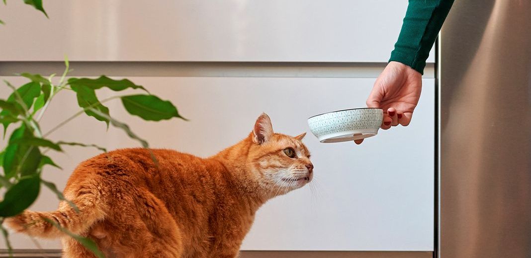 Ration ménagère pour chat 