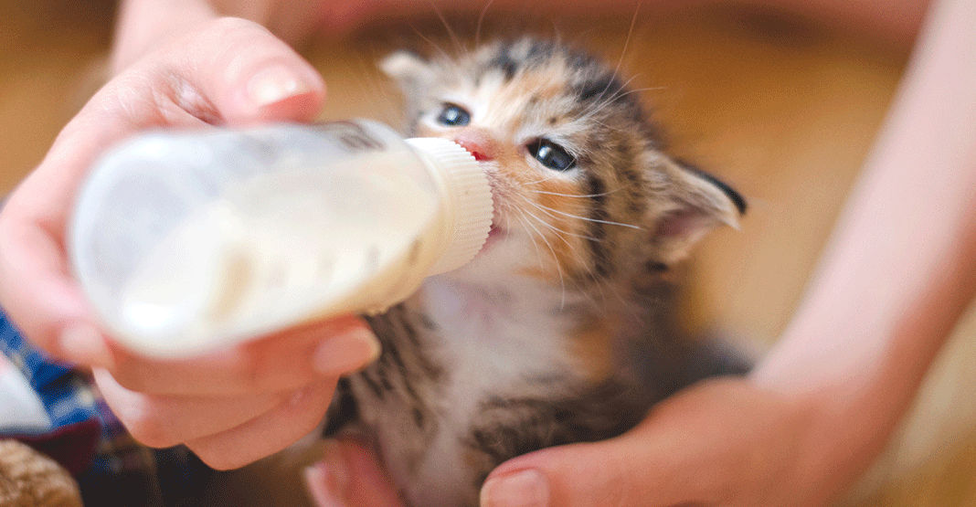 Sevrage du chaton