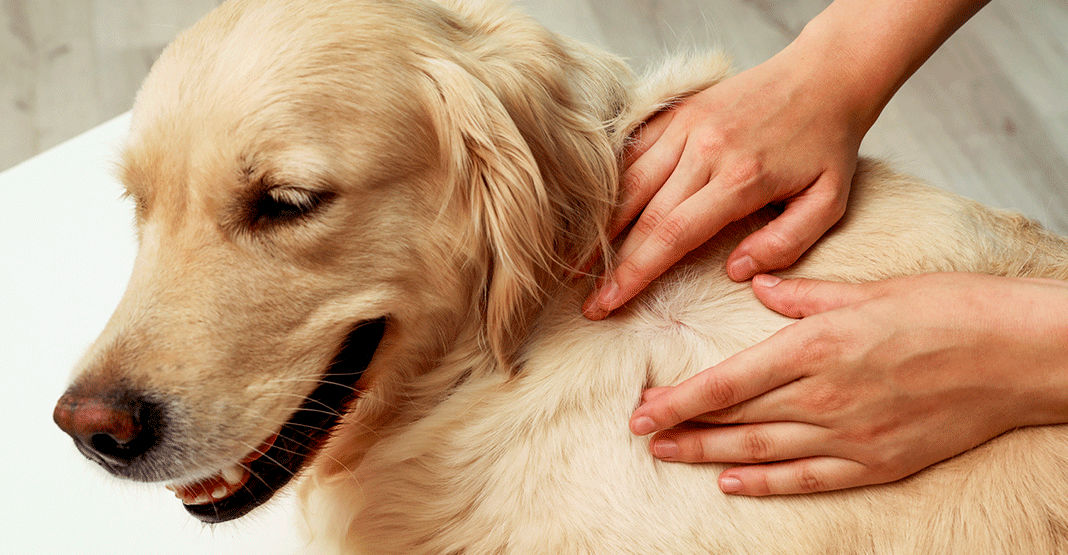 Teigne chez un golden retriever