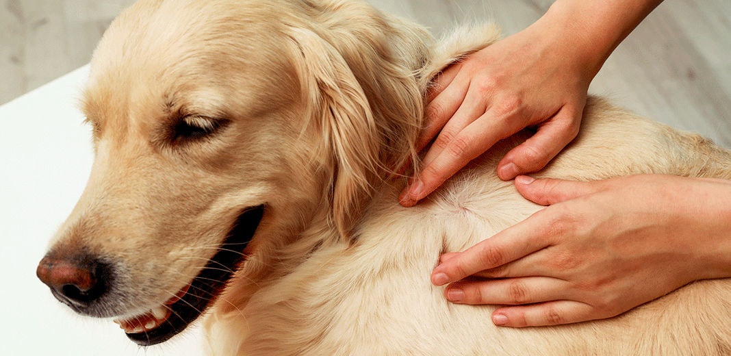 Teigne chez un golden retriever