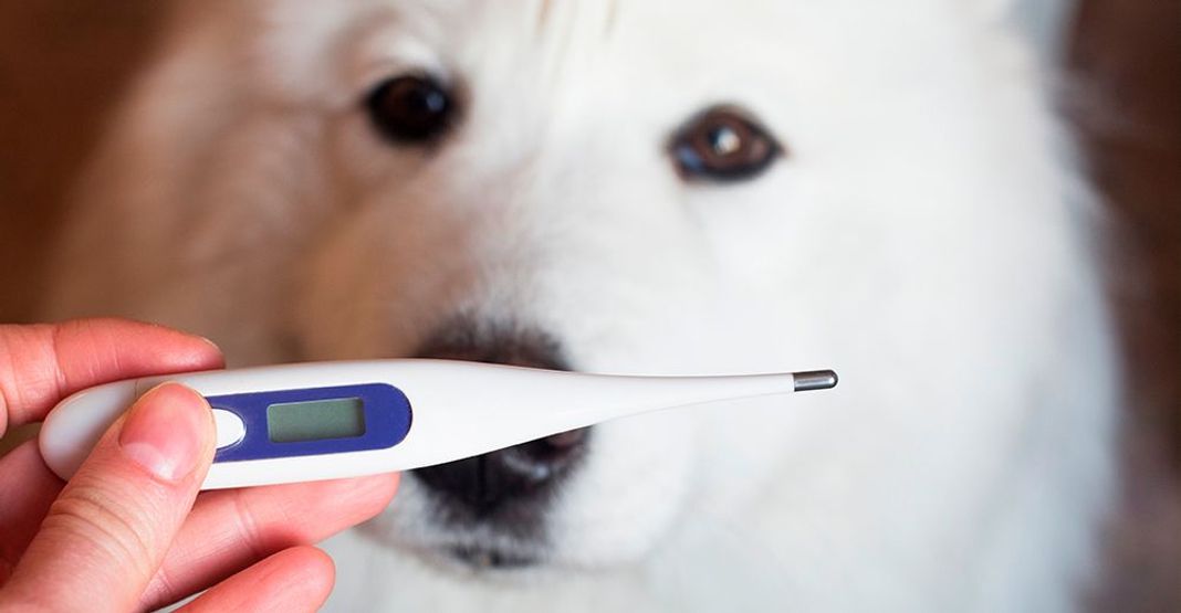 thermomètre chien