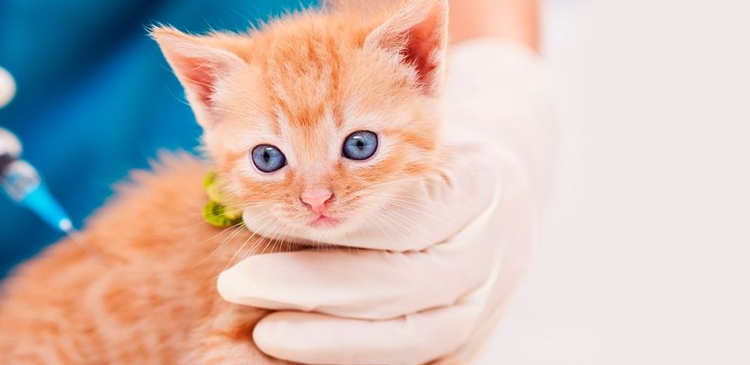 Vaccination du chaton