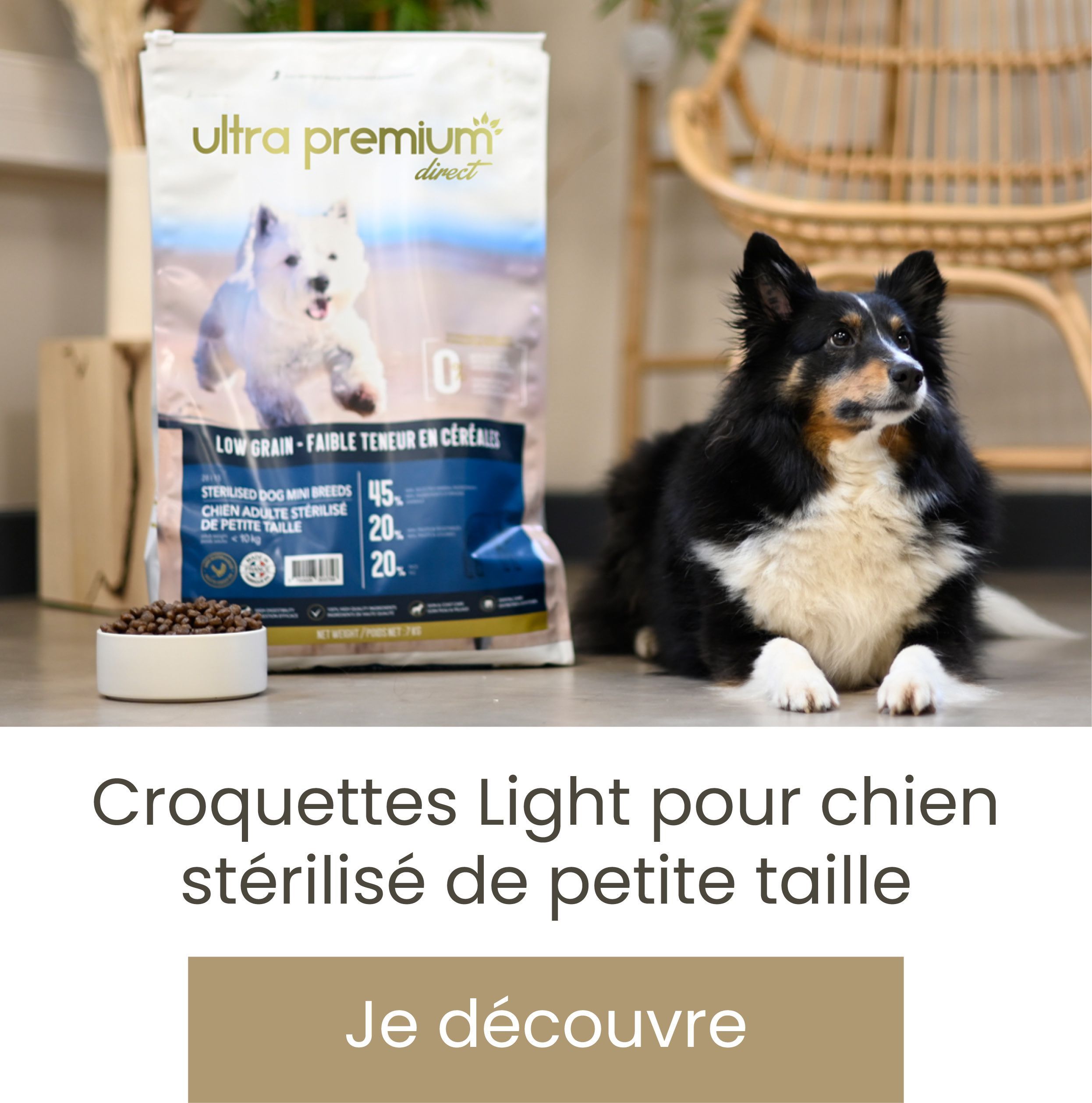 Boite croquettes chien XL - Les Boîtes/Les Boîtes Chien/Chat