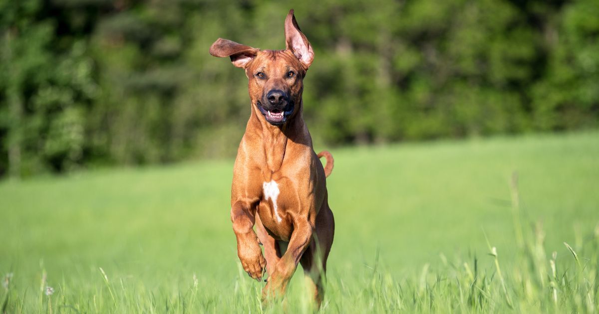 Focus sur le Rhodesian Ridgeback - Blog Ultra Premium Direct