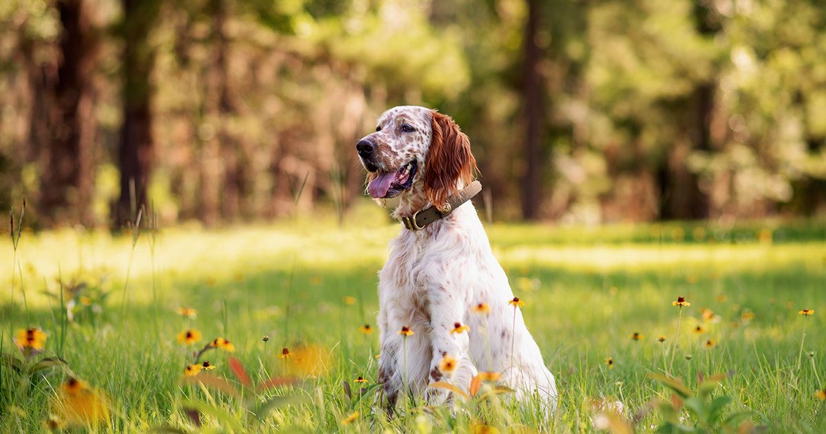 Tout savoir sur le Setter Anglais origine, caractéristiques, santé et alimentation Blog