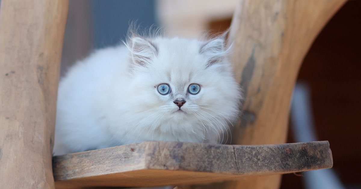 Prénom chat 2024 quelques idées de prénoms commençant par V, W, X, Y ou Z Blog Ultra Premium