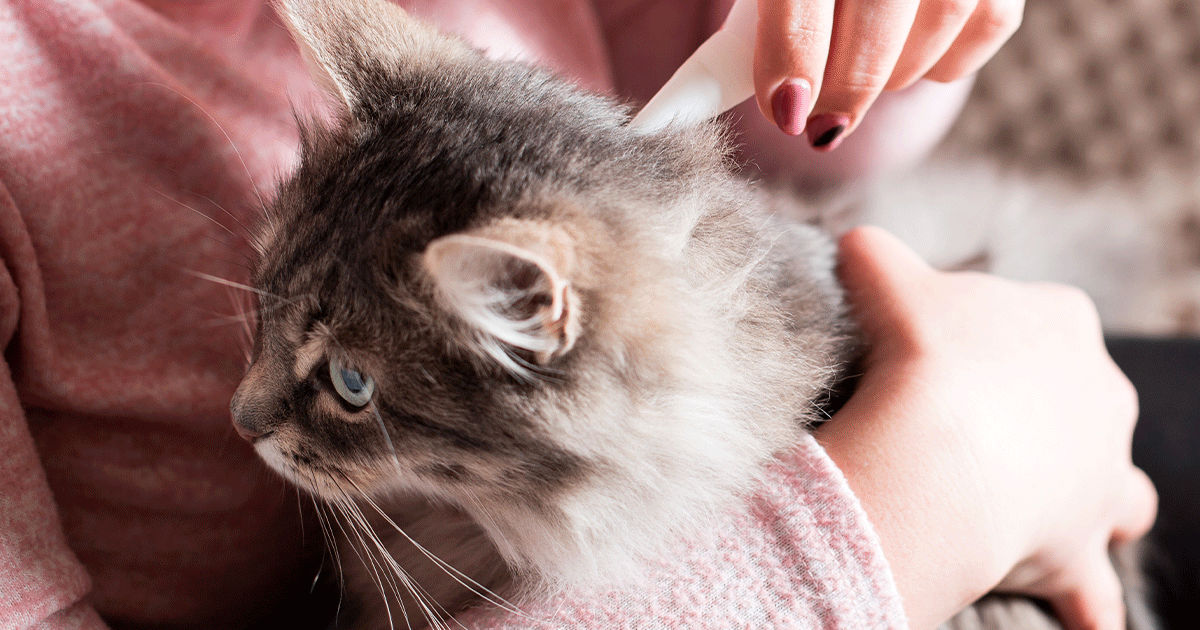 Terre de Diatomée  Chat Vie et Santé