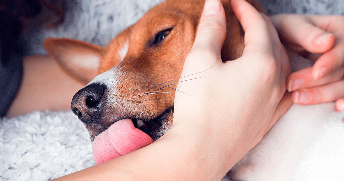 Pourquoi mon chien pose sa tête sur moi ?