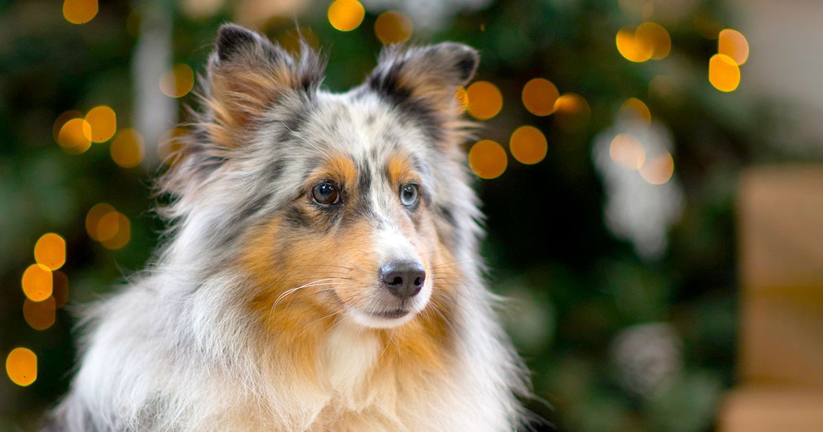 Cadeaux de Noël pour chiens et chats : 5 idées stylées pour les gâter