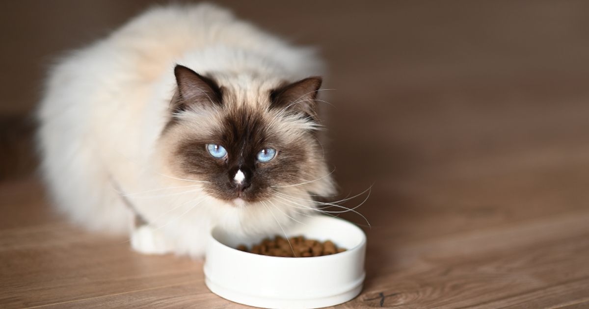 Nourriture pour chat : les critères pour choisir