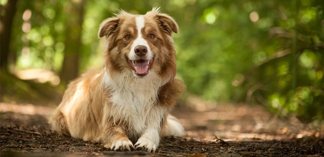 chien allongé dans les bois