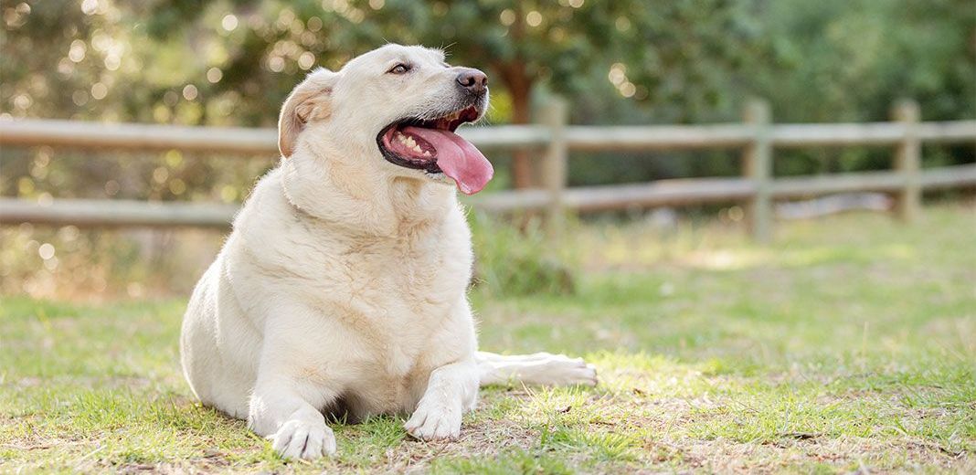 Labrador obèse dans l'herbe