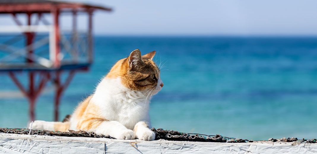 chat devant la mer