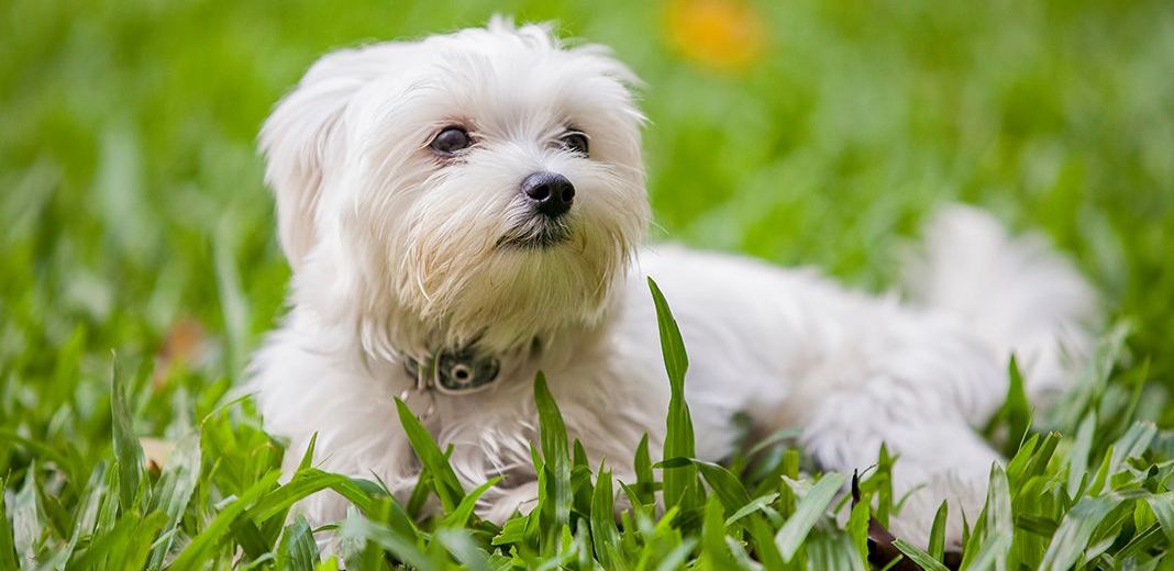 bichon allongé dans l'herbe