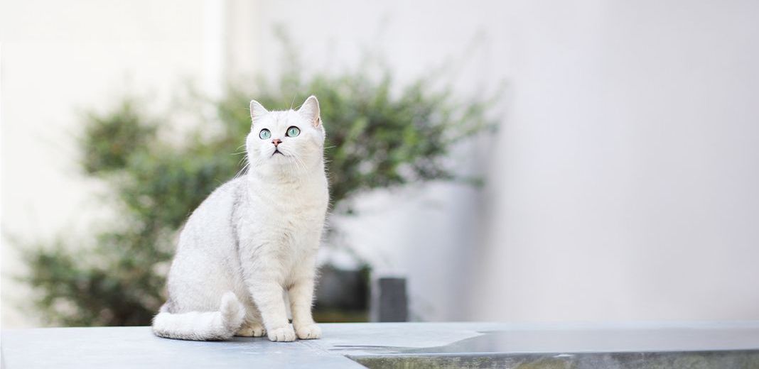 chat blanc en extérieur