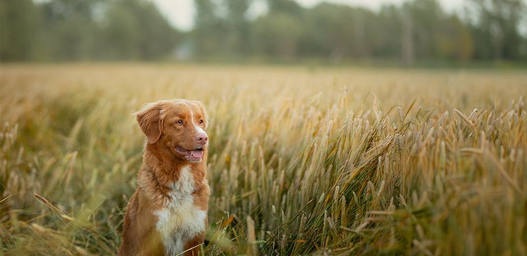 chien dans un champ