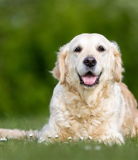 Golden Retriever obèse