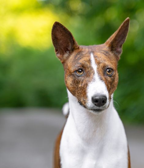 Basenji marron et blanc 