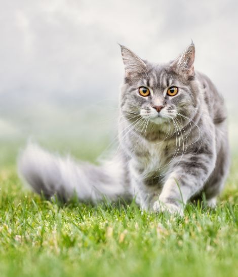 chat gris qui marche dans l'herbe
