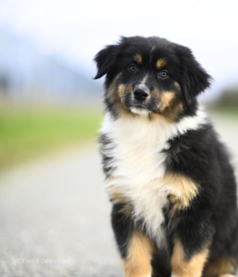chiot berger australien assis sur la route