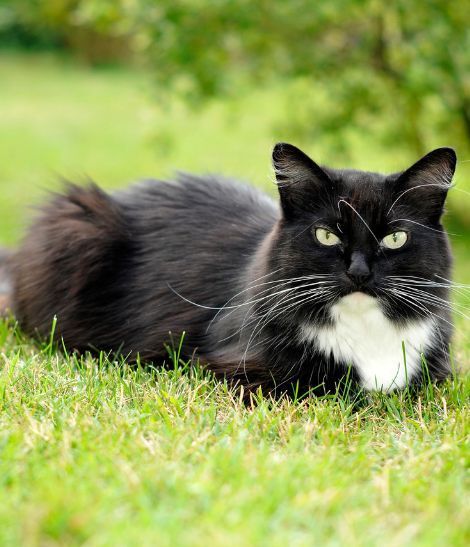chat noir et blanc dans son jardin