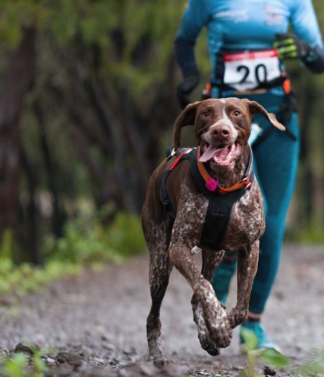 chien pratiquant une compétition de canicross