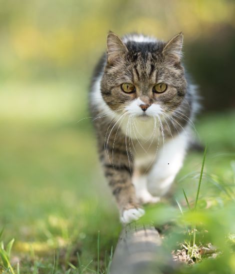chat européen en extérieur marchant sur un tronc d'arbre