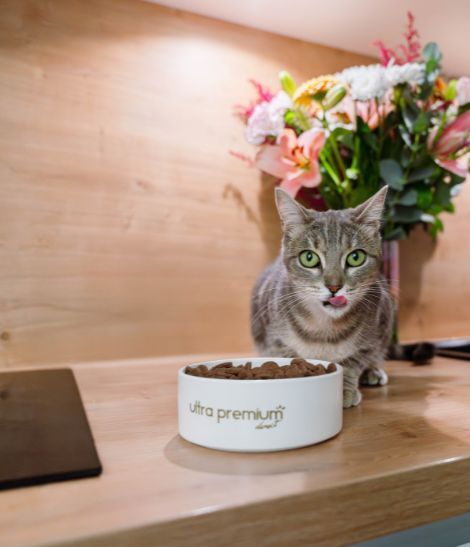 chat tabby aux yeux verts mangeant dans sa gamelle Ultra Premium Direct