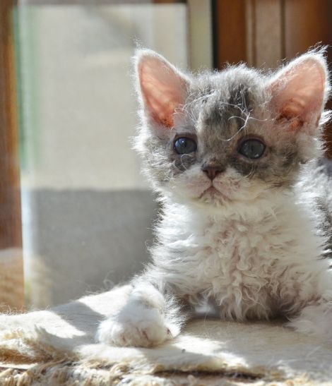 chaton Selkirk Rex gris et blanc