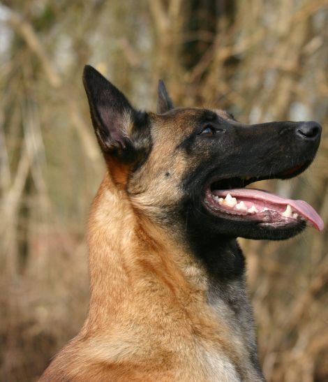 malinois dans la forêt