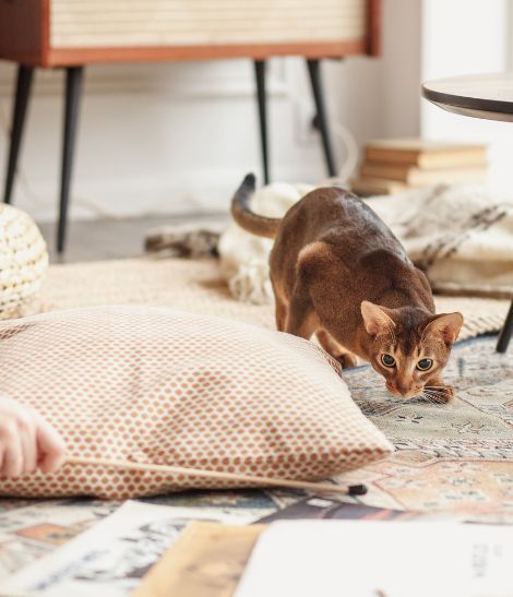 chat jouant avec sa maîtresse